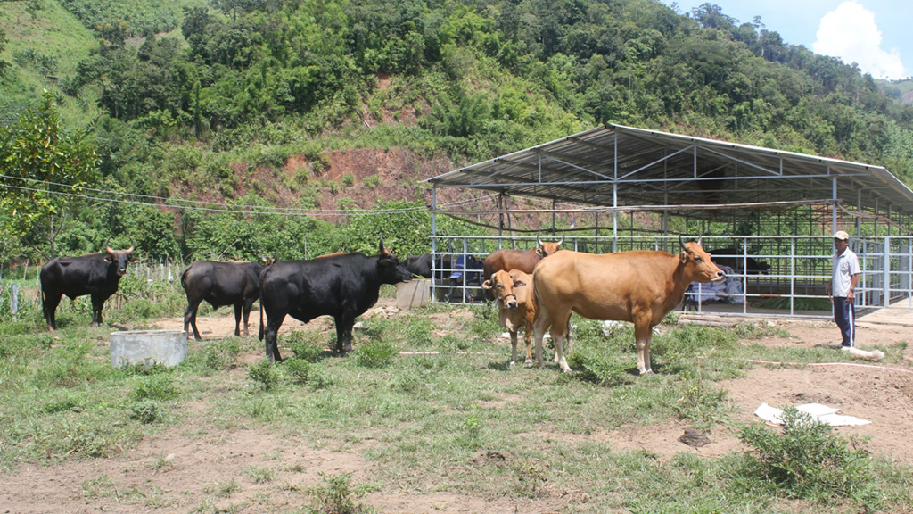 Trang trại chăn nuôi bò tót lai - Ảnh: Thiện Nhân