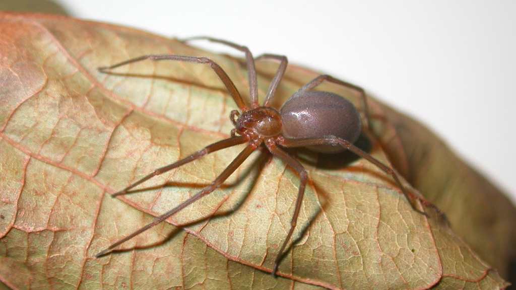 Vết cắn của nhện thuộc nhóm Loxosceles có thể gây hoại tử - Ảnh: arachnids.myspecies.info