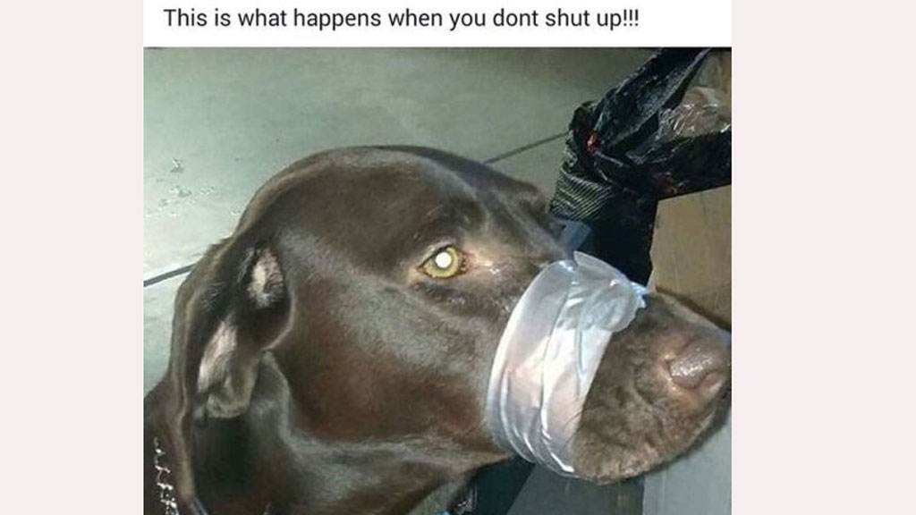 Hình ảnh chú chó bị quấn băng keo quanh miệng trên Facebook Katie Brown - Ảnh chụp trang cá nhân