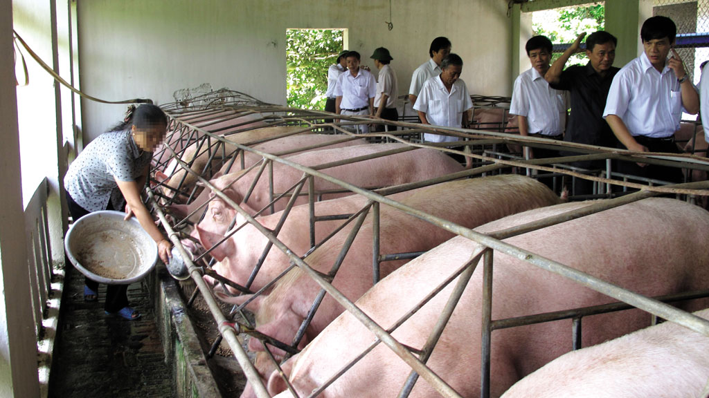 Thanh Hóa sẽ mạnh tay ngăn chặn việc sử dụng chất cấm trong chăn nuôi - Ảnh: Ngọc Minh