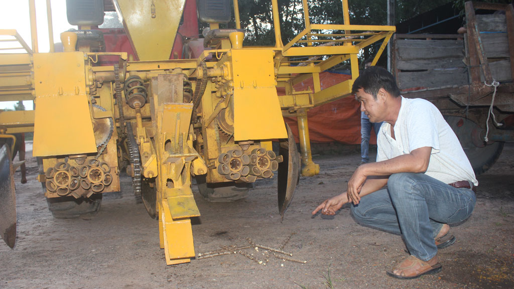 Ông Hải kiểm tra lại hom mì được máy cắt ra - Ảnh: Giang Phương