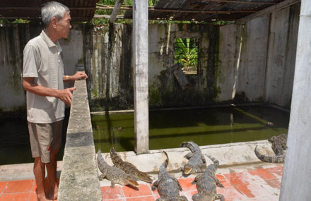 Ông Minh thành công với mô hình nuôi cá sấu - Ảnh: Hiếu Nghĩa