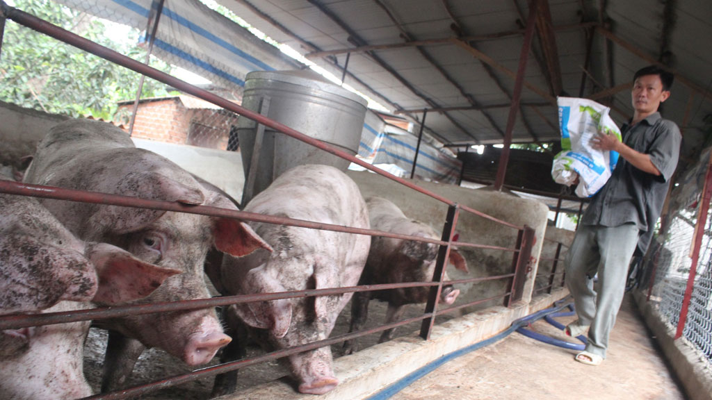 Trang trại nuôi heo VietGAP của anh Nguyễn Ngọc Tiến, thành viên nhóm hợp tác sản xuất heo sạch Quang Trung - Ảnh: Lê Lâm