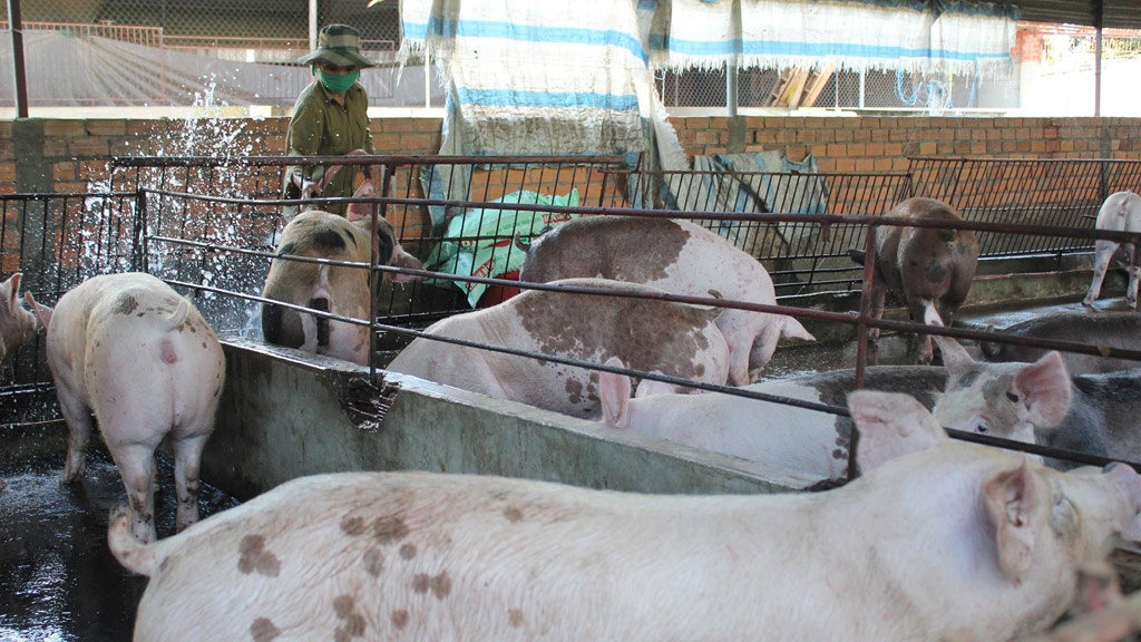 Tình trạng sử dụng chất cấm trong chăn nuôi ở Động Nai còn diễn biến phức tạp - Ảnh: Tiểu Thiên