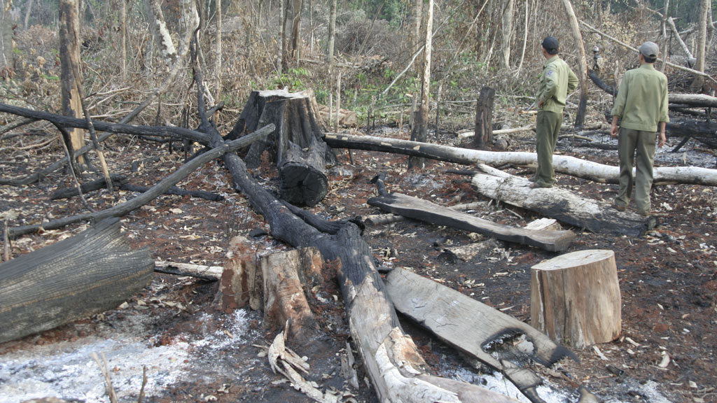 Rừng ở Bình Phước bị phá do công tác quản lý bảo vệ còn yếu - Ảnh: Đỗ Trường