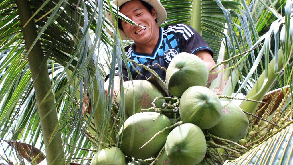 Dừa dứa cho trái rất sai tại Trại giống nông nghiệp huyện U Minh Thượng - Ảnh: Hồng Cúc