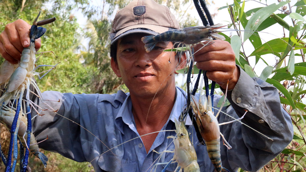 Ông Huỳnh Văn Lĩnh trúng mùa tôm càng xanh - Ảnh: Minh Khoa