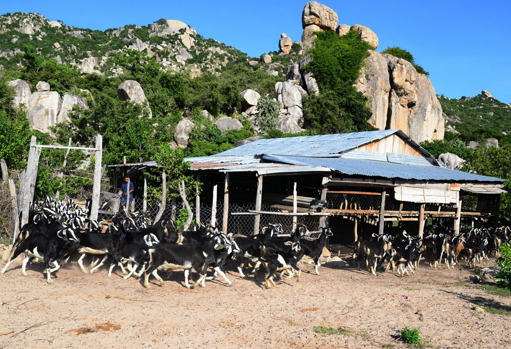 Anh Báo Thành Trinh đang lùa dê lên núi.