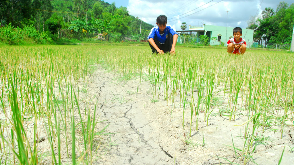 Khô hạn, xâm nhập mặn đang khiến hàng trăm ngàn héc ta lúa thiệt hại ở ĐBSCL- Ảnh: Công Hân
