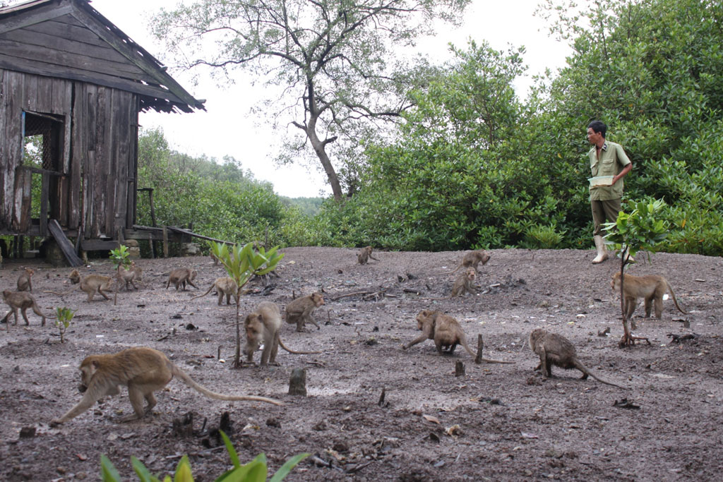 Lũ khỉ tinh nghịch nhưng cũng là niềm vui của những người giữ rừng giữa mênh mông sông nước- Ảnh: Tiểu Thiên