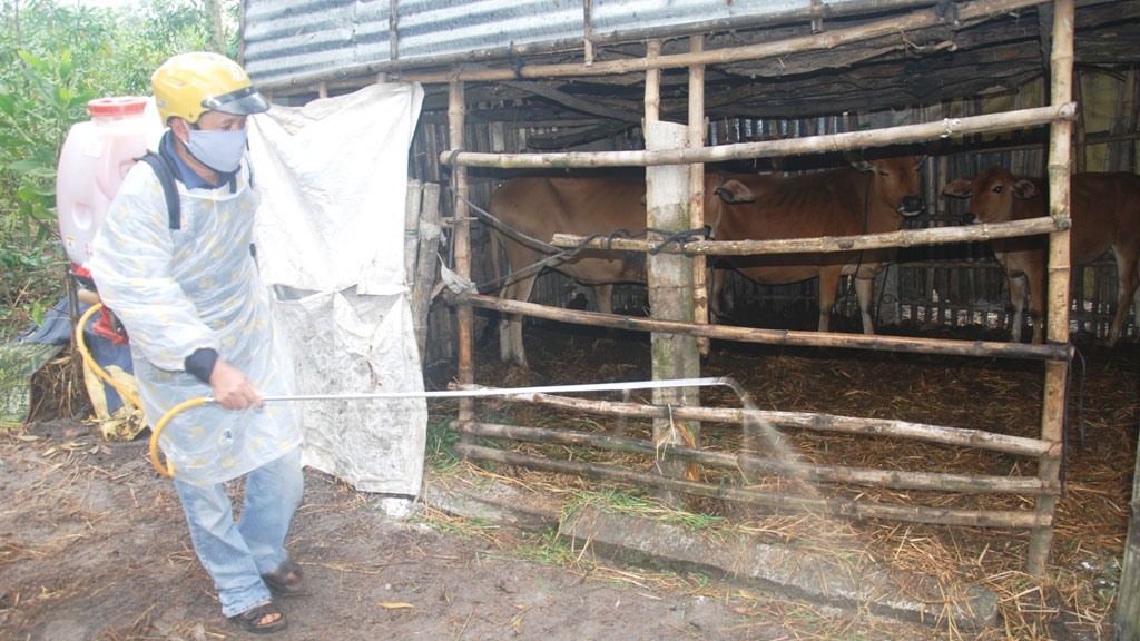 Lực lượng thú y cơ sở phun thuốc tiêu độc khử trùng chuồng trại gia súc tại xã Triệu Sơn (H.Triệu Phong, Quảng Trị) - Ảnh: Nguyễn Phúc.