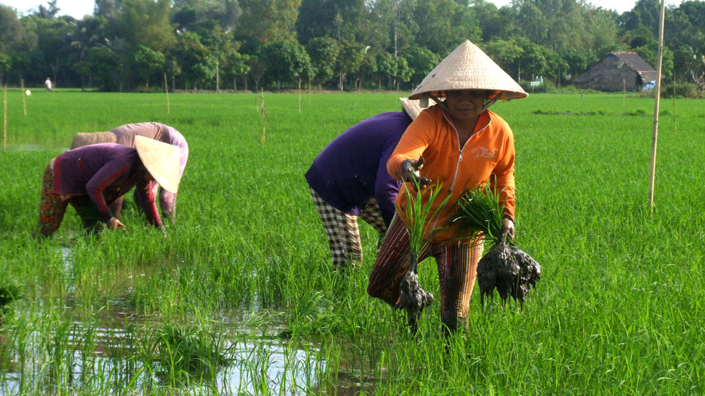 ĐBSCL năm nay sẽ bỏ vụ lúa xuân hè - Ảnh: Đình Tuyển