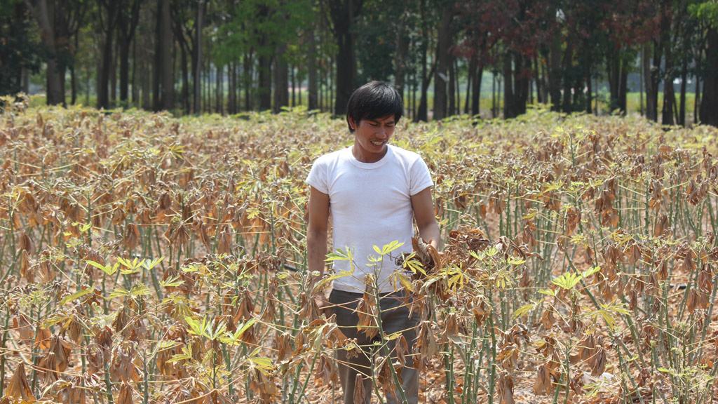 Ruộng mì của anh Hà Trung Nhân bị khô héo vì thiếu nước - Ảnh: Giang Phương