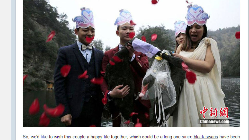 Cặp đôi thiên nga tại lễ cưới - Ảnh chụp màn hình Shanghaiist