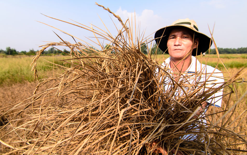 Ông Lê Hữu Tâm (xã Hưng Yên, H.An Biên, Kiên Giang) mất trắng 25 công lúa vì nước bị nhiễm mặn - Ảnh: Tây Hồ