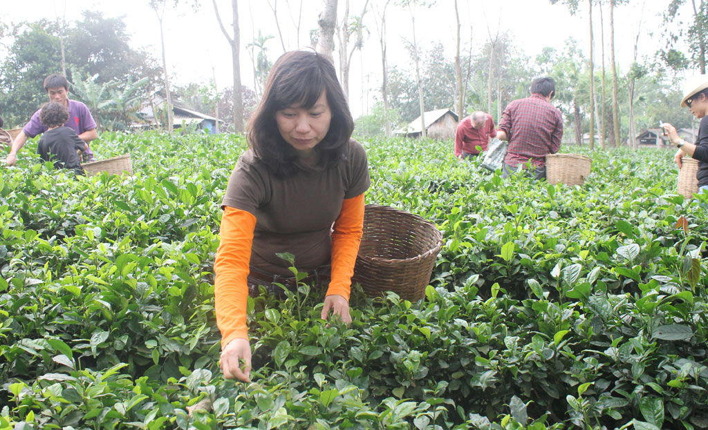 Phó giáo sư Trần Thị Thu Hà trong một lần đi thực tế - Ảnh: Thanh Bình