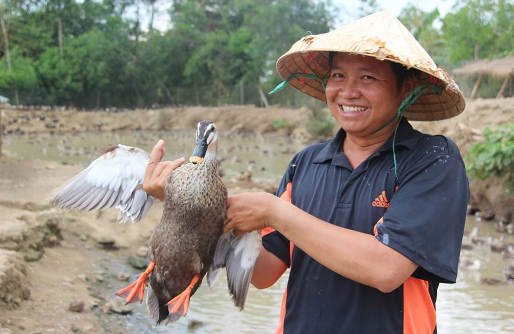 Vịt thương phẩm tại trang trại của anh Nguyễn Khắc Tuấn - Ảnh: G.K