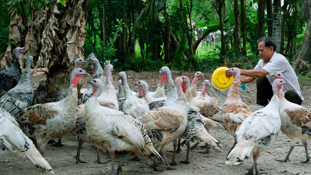 Ông Năm bên đàn gà lôi thả vườn - Ảnh: Trần Thanh Phong