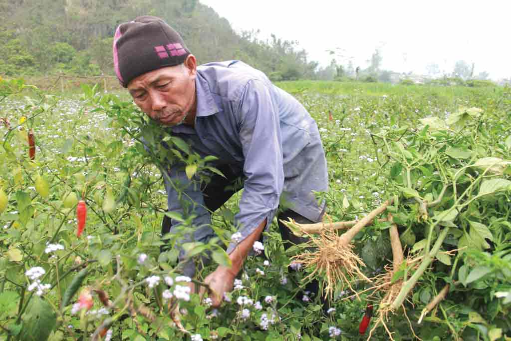 Cây ớt bị nông dân nhổ vứt đầy ruộng - Ảnh: Phạm Đức