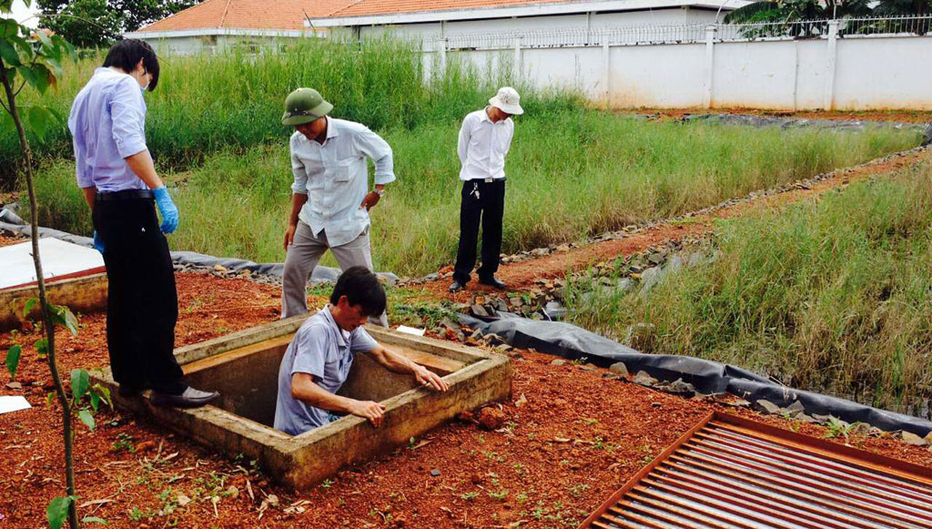 Các luống sậy dùng để xử lý nước thải tại Bệnh viện Nhân Đức  - Ảnh: Nguyễn Minh Đồng