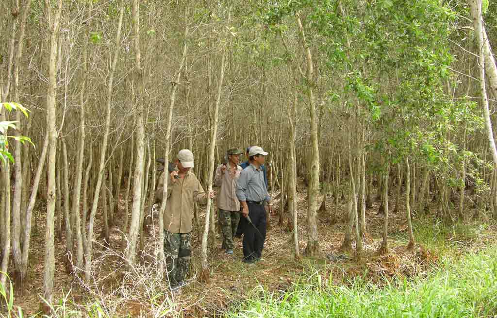 Lực lượng chức năng Cà Mau tuần tra bảo vệ rừng - Ảnh: An Lạc
