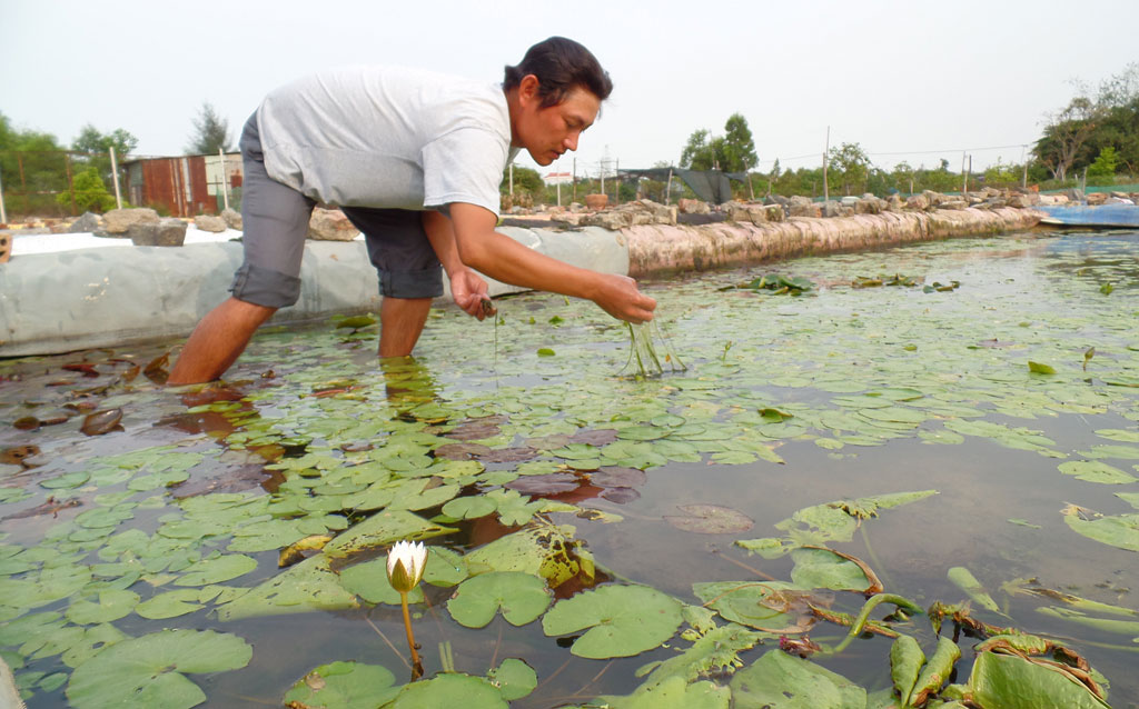 Anh Quốc với hồ lót bạt trồng hoa sung - Ảnh: Hoàng Sơn