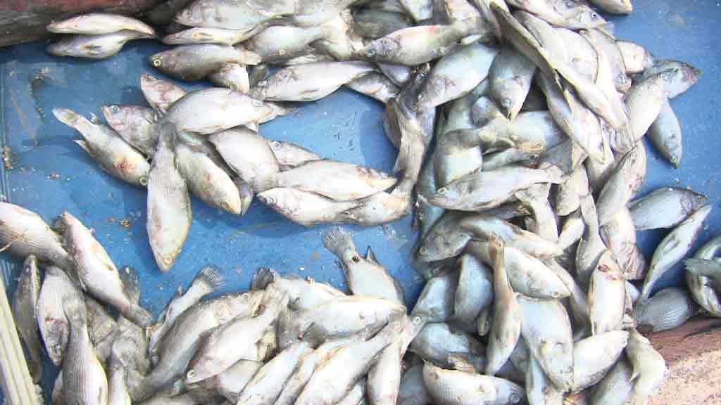 Cá nuôi tại vùng biển Vũng Áng bị chết hàng loạt - Ảnh: Nguyên Dũng