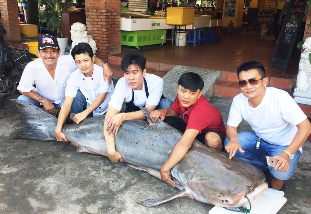 Con cá tra dầu nặng 210 kg được nhập khẩu từ Campuchia tại nhà hàng - Ảnh: Đ.V