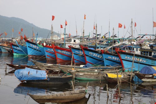 Tàu cá neo đậu tránh bão ở Đà Nẵng - Ảnh: Nguyễn Tú
