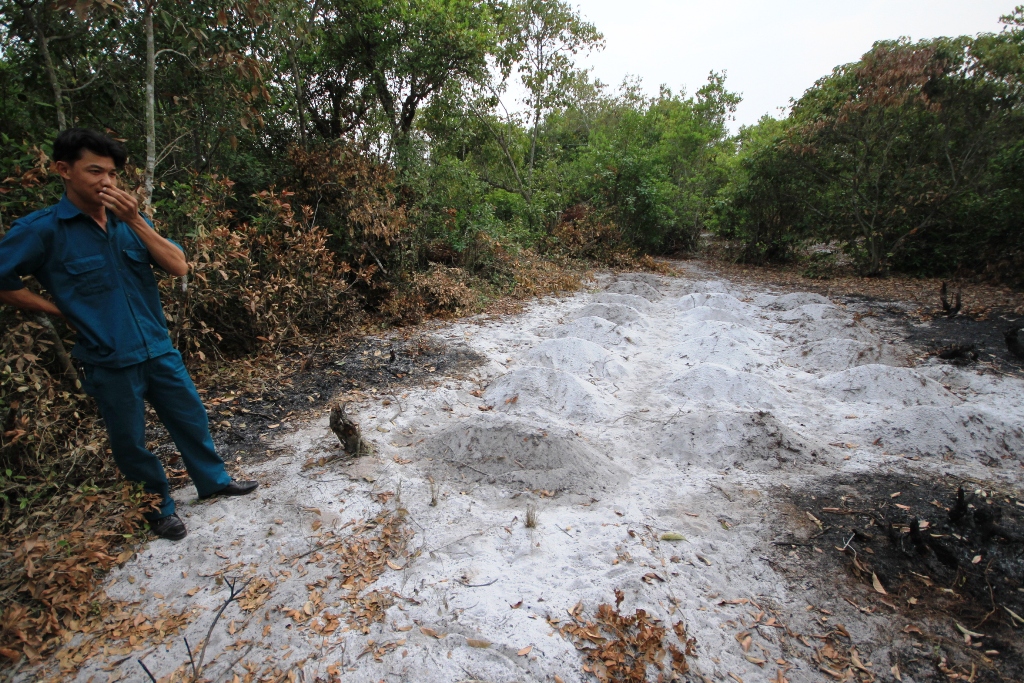 Một khu vực rừng cây bụi bị phá để vun lên 20 ngôi mộ giả - Ảnh: Nguyễn Tú 