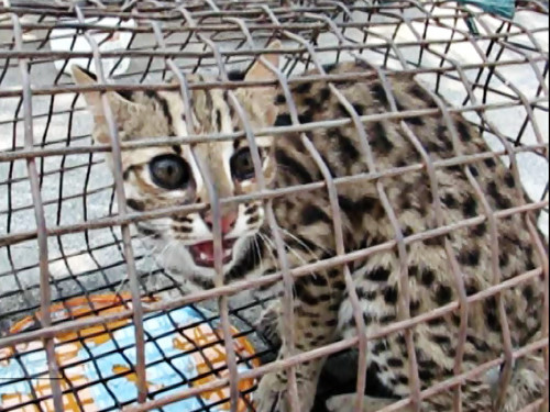Từ năm 2010 đến nay, cơ quan chức năng Đà Nẵng đã tiếp nhận và thả 5 cá thể mèo rừng về tự nhiên