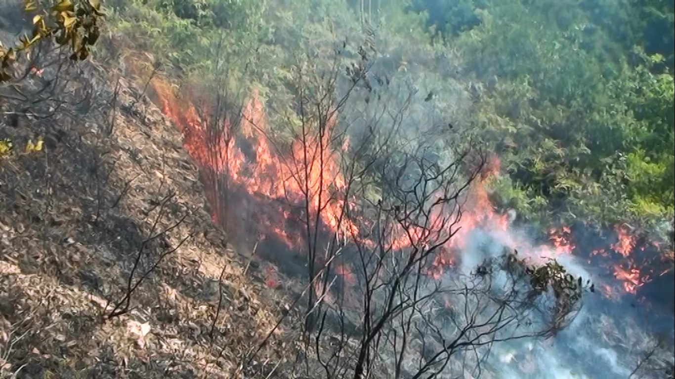 Nguy cơ cháy rừng ở Đà Nẵng đã lên mức nguy hiểm báo động cấp 4, tức có khả năng cháy rừng trên diện rộng - Ảnh: Nguyễn Tú