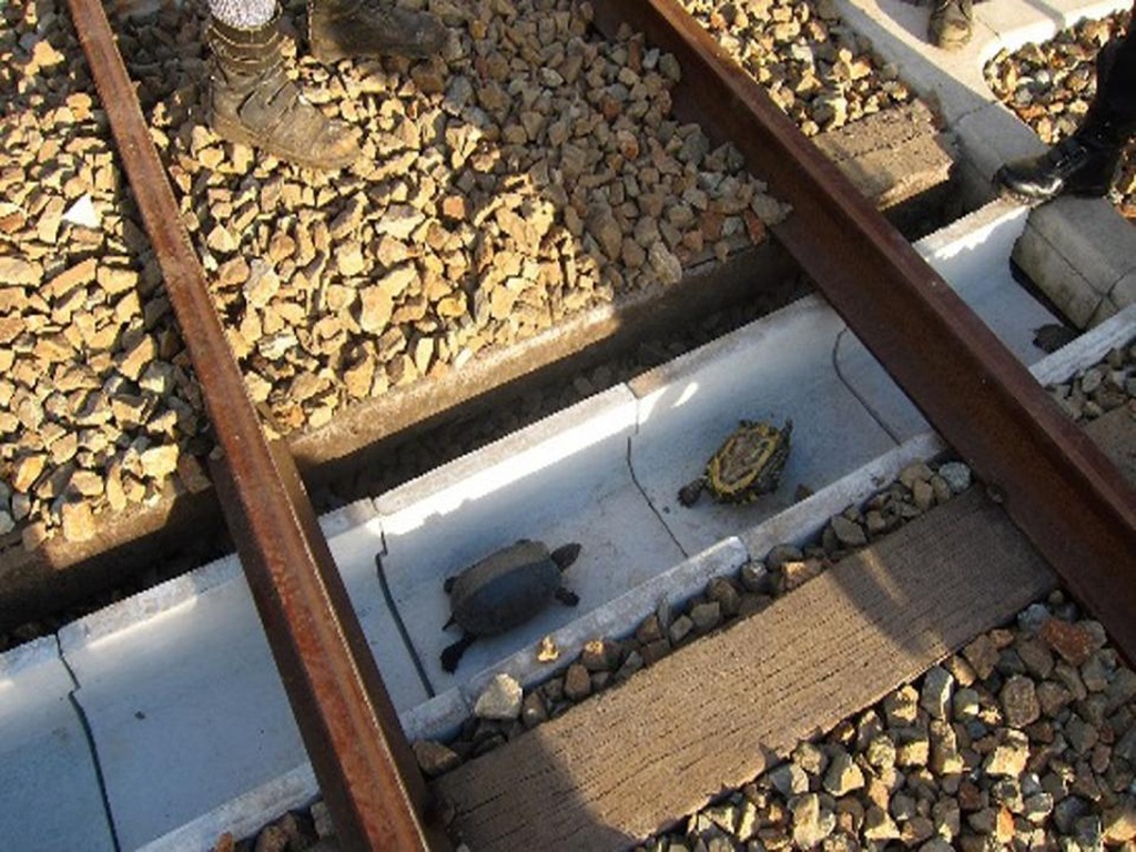 Chiếc rãnh này là "tuyệt chiêu" giúp những chú rùa băng qua đường ray an toàn - Ảnh: AFP