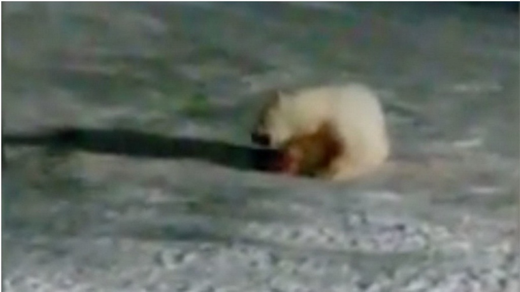 Cảnh một con gấu bắc cực quằn quại, đau đớn vì ăn phải chất nổ - Ảnh chụp YouTube