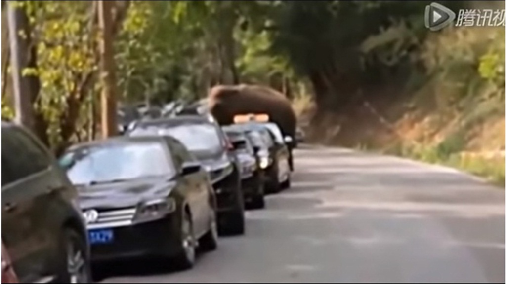 Chú voi ở tỉnh Vân Nam (Trung Quốc) phá xe vì "thất tình" - Ảnh chụp từ clip 