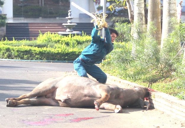 Trâu “điên” bị bắn chết ở Bảo Lâm, LÂm Đồng ngày 8.3 - Ảnh: Trùng Dương