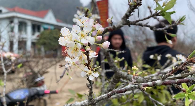 Thời tiết cận Tết ấm áp khiến hoa đào Mộc Châu bung nở khoe sắc Ảnh Phan Hậu