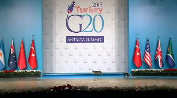 Ba chú mèo thản nhiên chạy ngang sân khấu hội nghị G20 ngay trước lúc cuộc họp diễn ra - Ảnh: Reuters