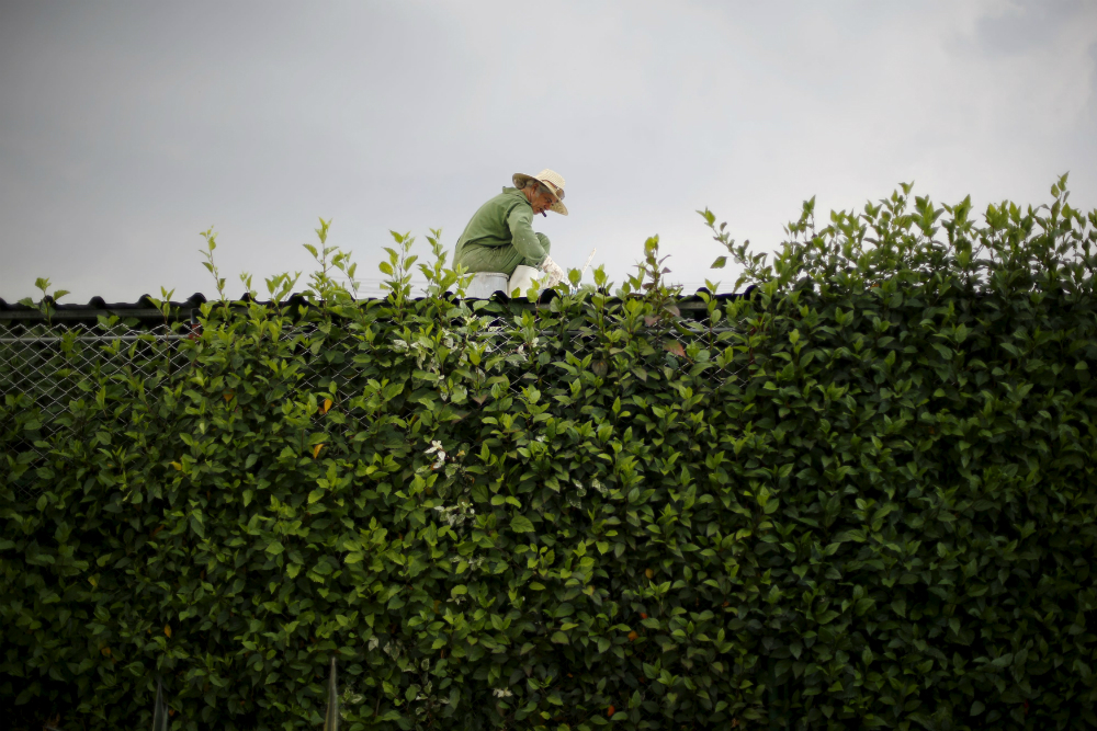 Một người làm vườn đang chăm sóc dãy hàng rào của một ngôi nhà ở ngoại ô thủ đô Havana (Cuba) - Ảnh: Reuters