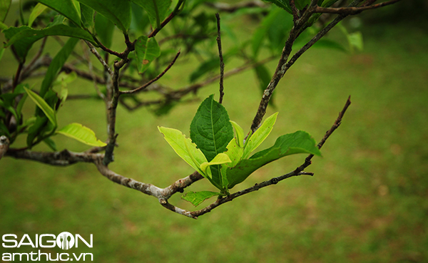 Nhâm nhi chè shan tuyết trong sương sớm