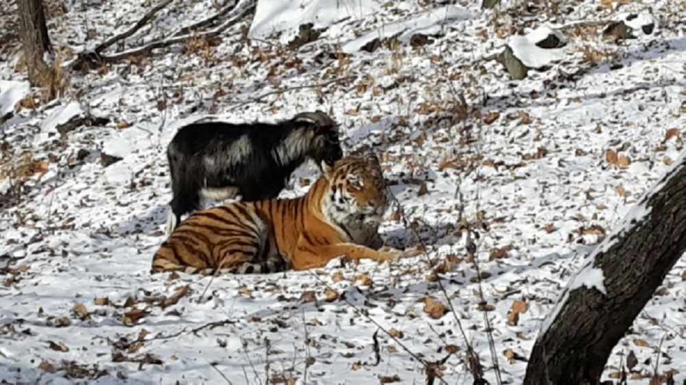 Hổ Amur và dê Timur trong  công viên safari Primorye (Nga) - Ảnh chụp từ trang Sputnik