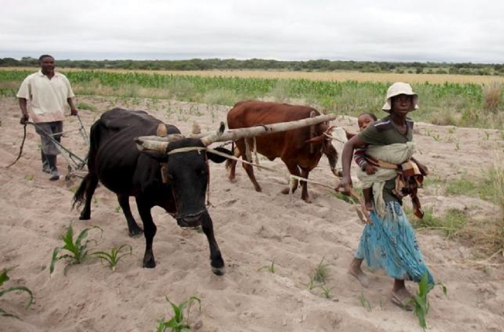 Nông dân trồng ngô ở Mvuma, thị trấn Masvingo (Zimbabwe) tháng 1.2016 - Ảnh: Reuters