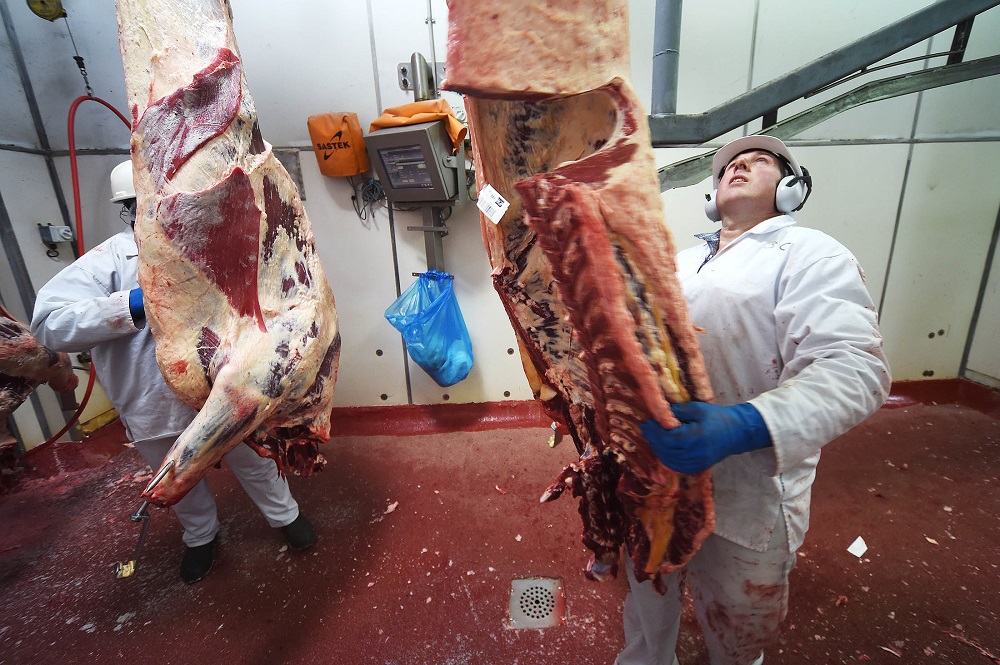 Nhân công đang chuyển thịt gia súc từ phòng lạnh tại cơ sở Bindaree Beef ở Inverell (Úc) - Ảnh: Bloomberg