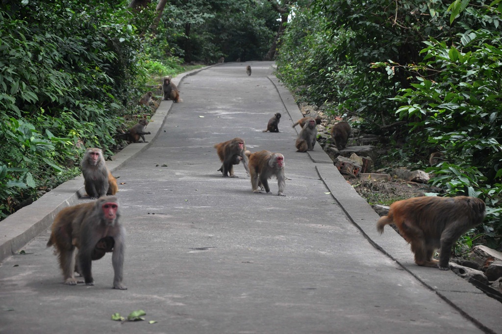 Những con khỉ vàng trên đảo Rều - Ảnh: Thúy Hằng