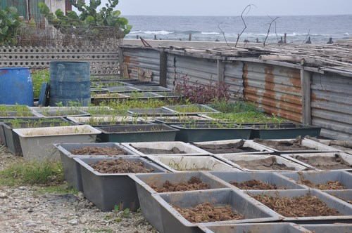 Vườn rau trên đảo Trường Sa Đông bị táp lá, không lớn nổi do gió bão, nước mặn; hình chụp tháng 12.2013 - Ảnh:M.T.H 