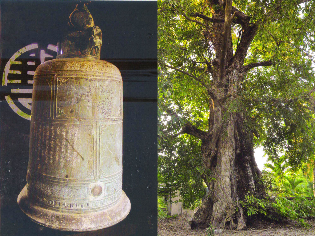 Tiểu hồng chung tìm thấy ở cuối sông Hiền Lương (trái) và cây kén 300 năm tuổi ở sau chùa Linh Sơn - Ảnh: Sơn Tùng