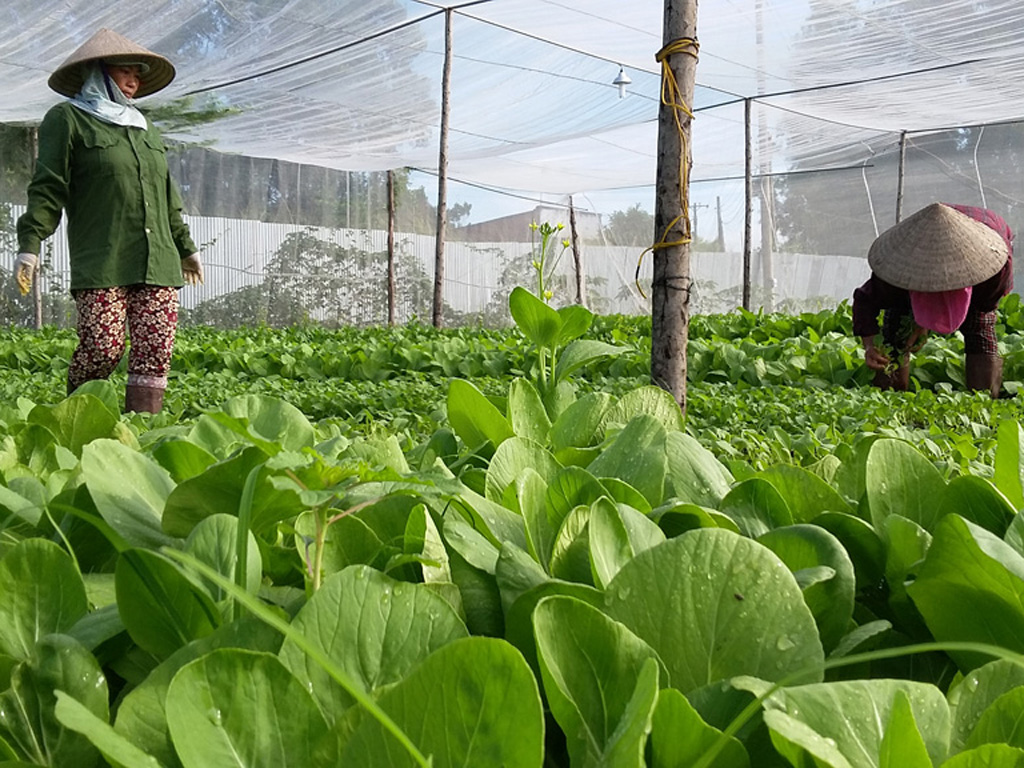 Trang trại trồng rau của Organica ở Long Thành (Đồng Nai) - Ảnh: Chí Nhân