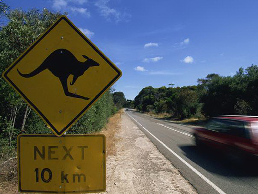 Kangaroo là một trong những nguyên nhân gây tai nạn xe hơi hàng đầu tại Úc - Ảnh chụp màn hình Le Figaro