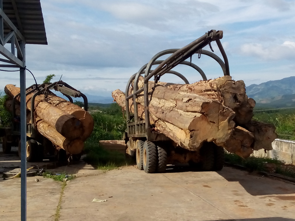 2 xe bò vàng gỗ lậu bị đưa về trụ sở Hạt kiểm lâm H.Ngọc Hồi - Ảnh: Phạm Anh