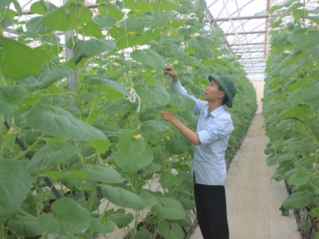 Ngày càng nhiều doanh nghiệp đầu tư phát triển nông nghiệp công nghệ cao - Ảnh: Ngọc Minh